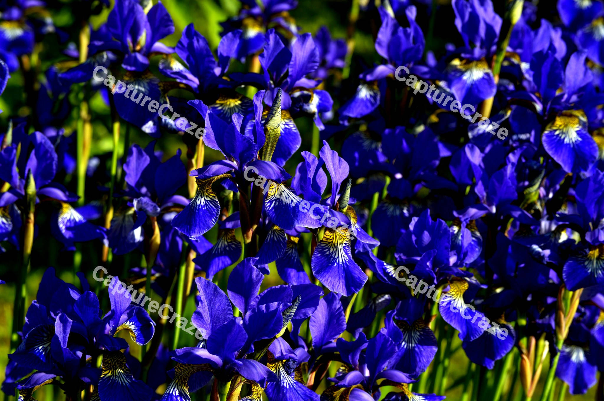 Closeup of Irises flower